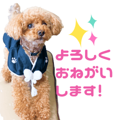 toy poodle coco chan by megu