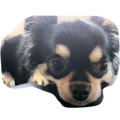 chocchi