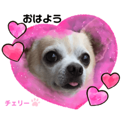 Cherry_20220104192845