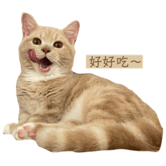 蜜奶日常2