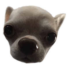 Boo (The Muffin Chihuahua)