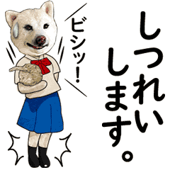 Shiba Inu Goxiba, a moving and fine ya