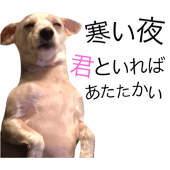 Whimsical dog,natsu