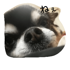 My pet is rin.3