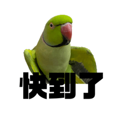 綠色ㄟ鸚鵡5