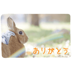 うさぎのくーちゃん Line スタンプ Line Store うさぎのくーちゃん Line スタンプ Line Store
