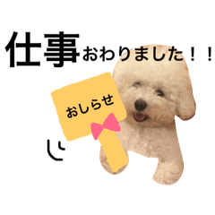 ビションフリーゼ エルちゃん 日常編 Line スタンプ Line Store ビションフリーゼ エルちゃん 日常編 Line スタンプ Line Store