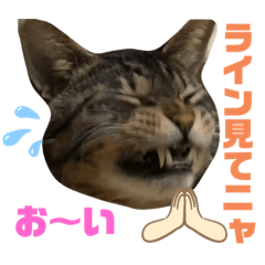 キジトラ トトラ3