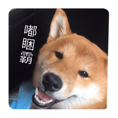 柴犬哈嚕