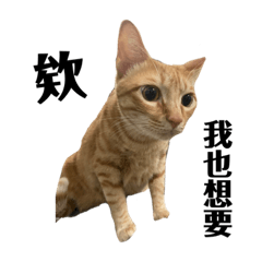 柚子(⁎⁍̴̛ᴗ⁍̴̛⁎)