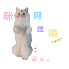 楊小波の美好生活