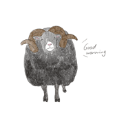 cute eyes sheep