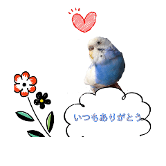 LOVE cute Bird