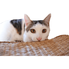 ayumi_20220106231655