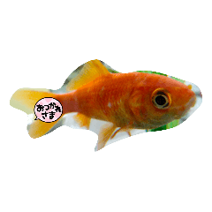 Goldfish Goldfish Maru and Kintaro Stamp