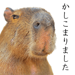 Capybara of Kapi-chan 5 (Butler version)