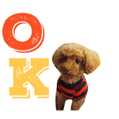 Z of toy poodle 1.1