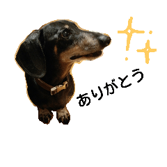 ran, miniture dachshund