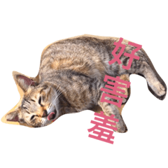 Healingcat