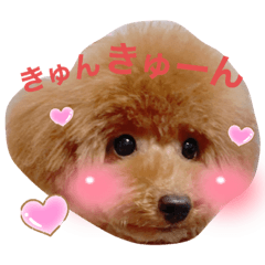 Toy poodle_UME