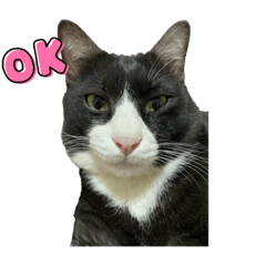 shabu is cat