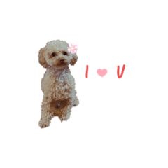 Adorable toy poodle