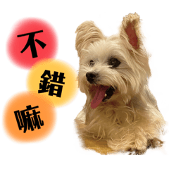 奇拉拉