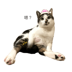 巧可日常（一）