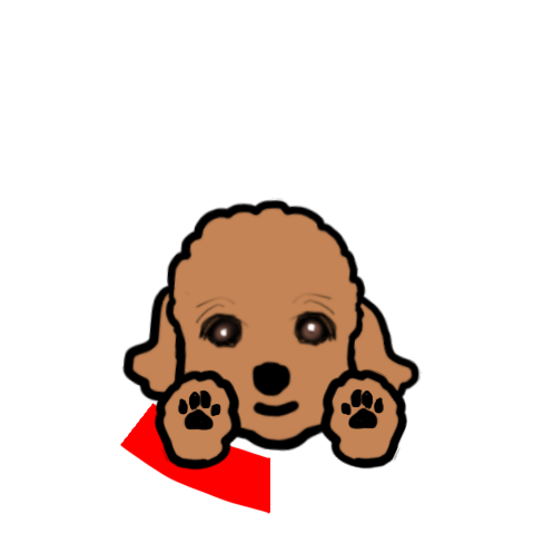Cherry the Toy Poodle