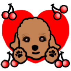 Cherry the Toy Poodle