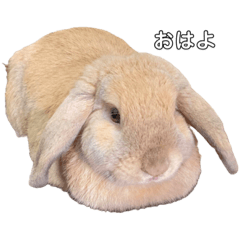 Kaito_20220108012639