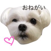 Little Maltese Meritan