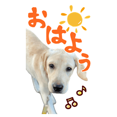 MONE Labrador Retriever