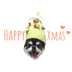 Christmas and New Year of Chihuahua