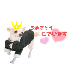 Chihuahua's Kotetsu