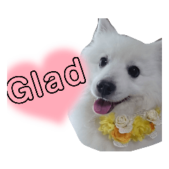 Japanese Dog spitz