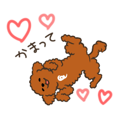 Toy poodle named Soramame