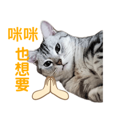 米阿貓-日常