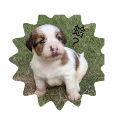 包子的成長日記1