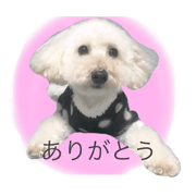 coro's stamp*