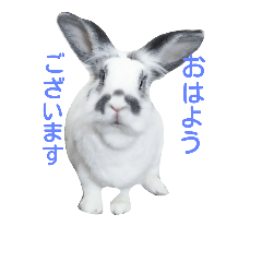 Rabbit everyday .