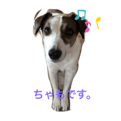 chamoko_20220108130211