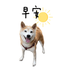 Shibainu 柴犬旺旺