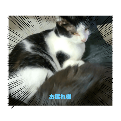 catfamily_20220108203717