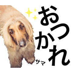 シンプルわんこ達2