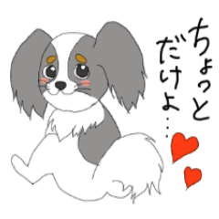 My Papillon