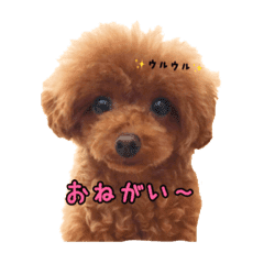 トイプードルおてんばチョコ Line スタンプ Line Store トイプードルおてんばチョコ Line スタンプ Line Store