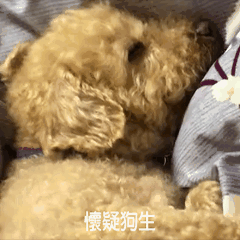 VIP_Dog