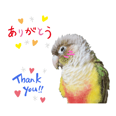 Tiki bird (Pineapple Green Cheek Conure)