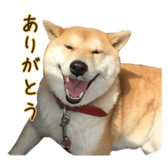 shibainu_mao01